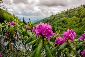 smoky-mountain-flowers